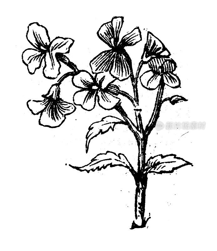 古玩雕刻插图:Hesperis matronalis，女士的火箭